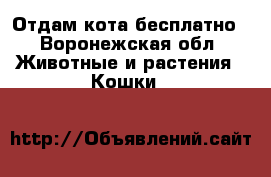Отдам кота бесплатно - Воронежская обл. Животные и растения » Кошки   